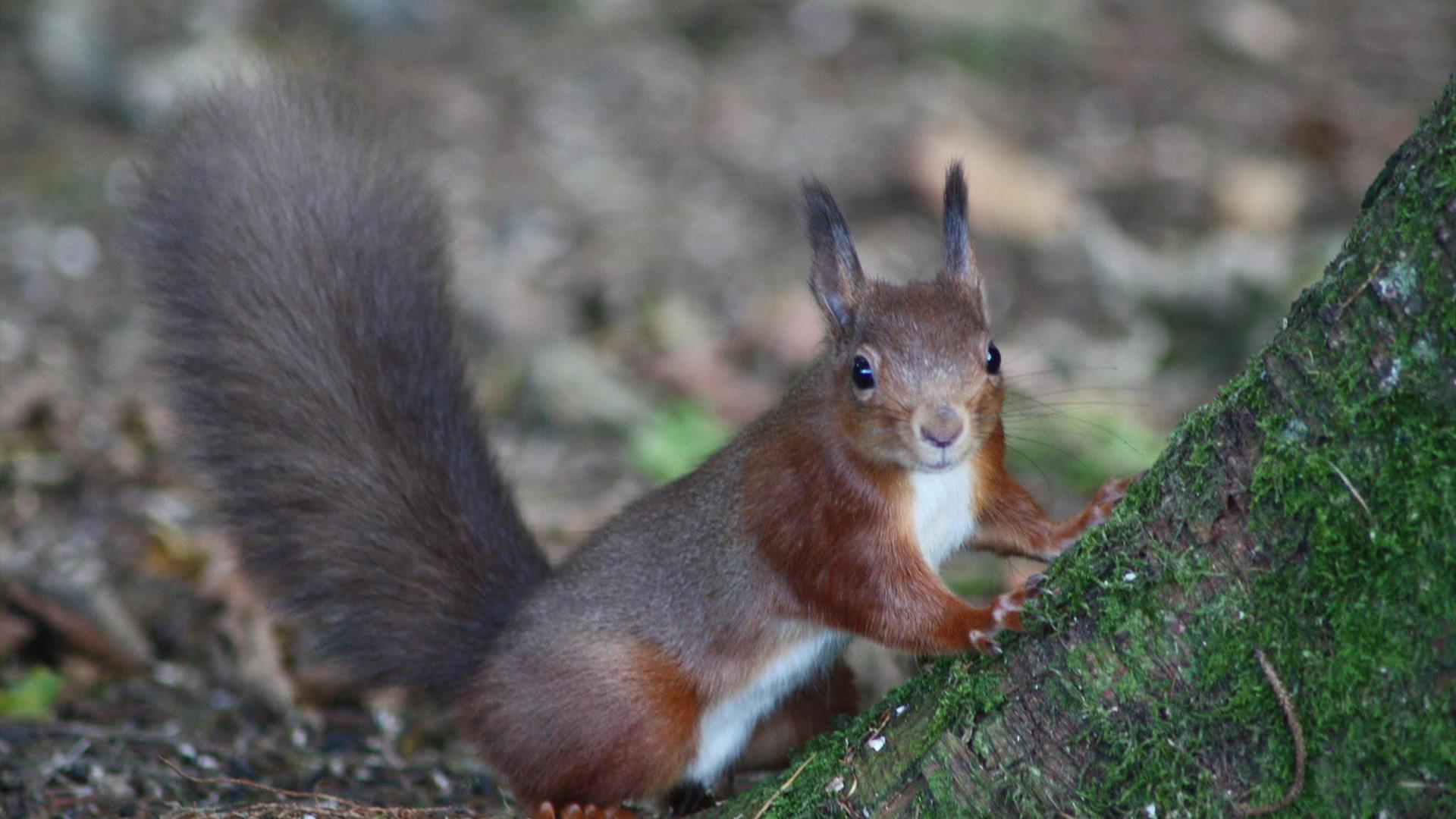 Red Squirrel Red Squirrel