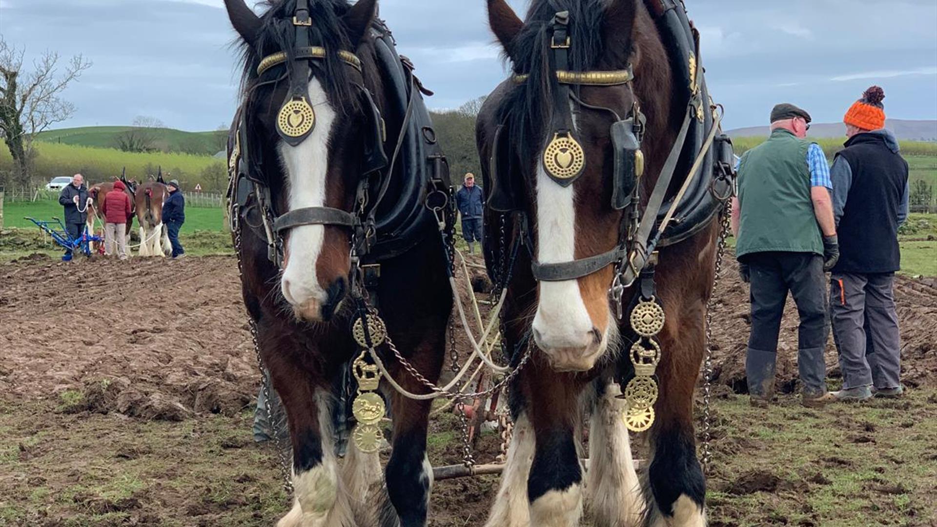 two clydsedale horses face the camera, wearing traditional ploughing gear