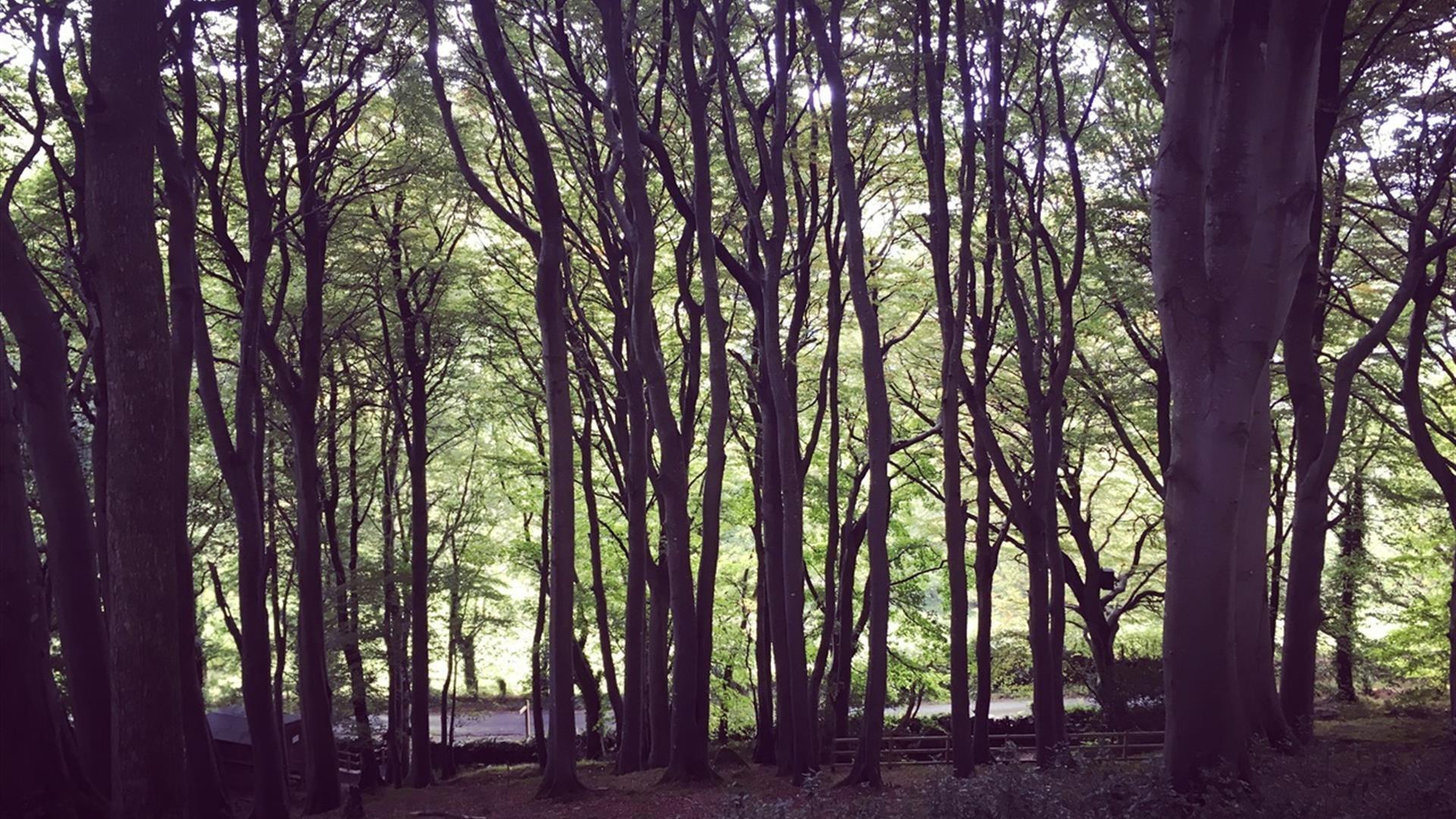 Cregagh Wood
