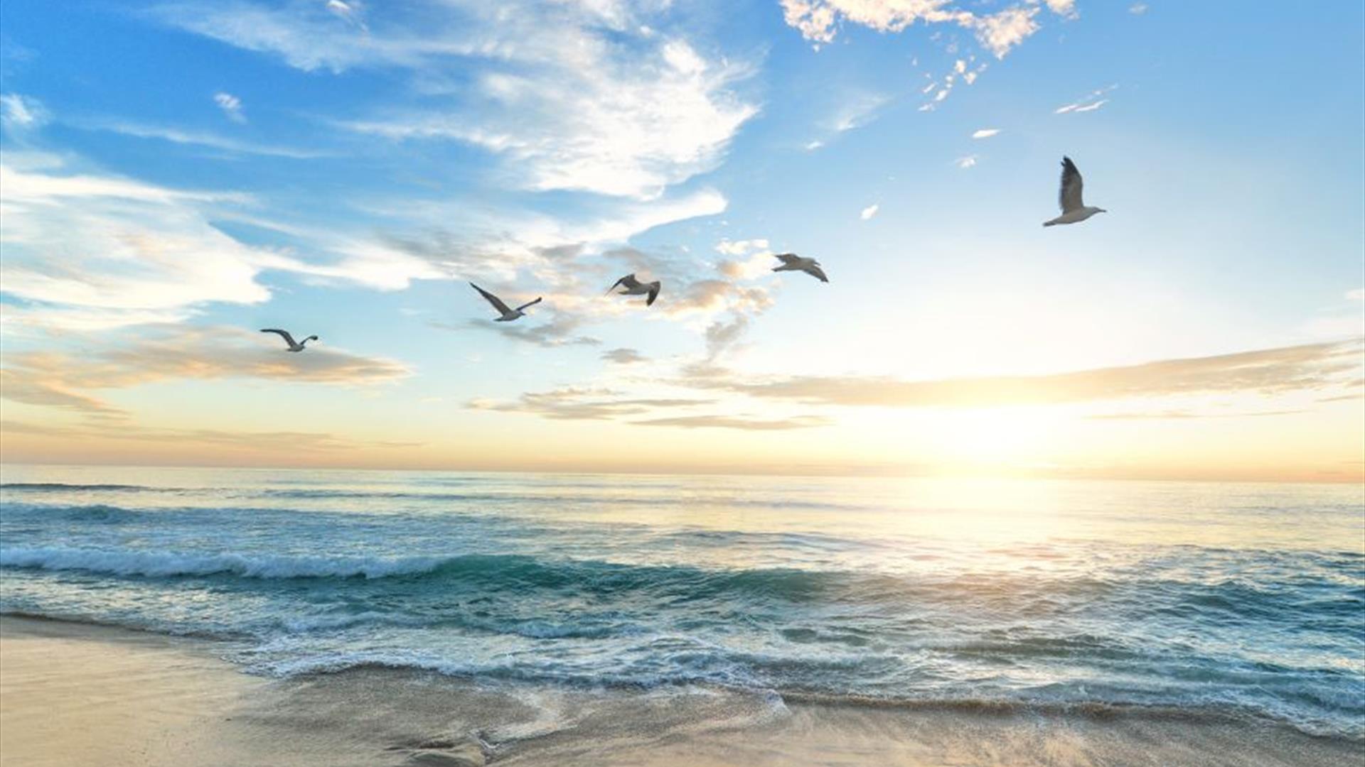 an image of the beach at sunset with 5 seagulls flying