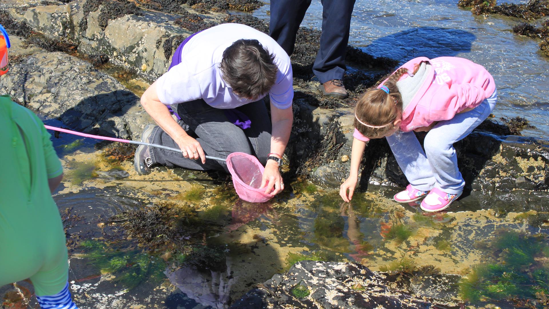 people use a net to explore rockpools on the coastline