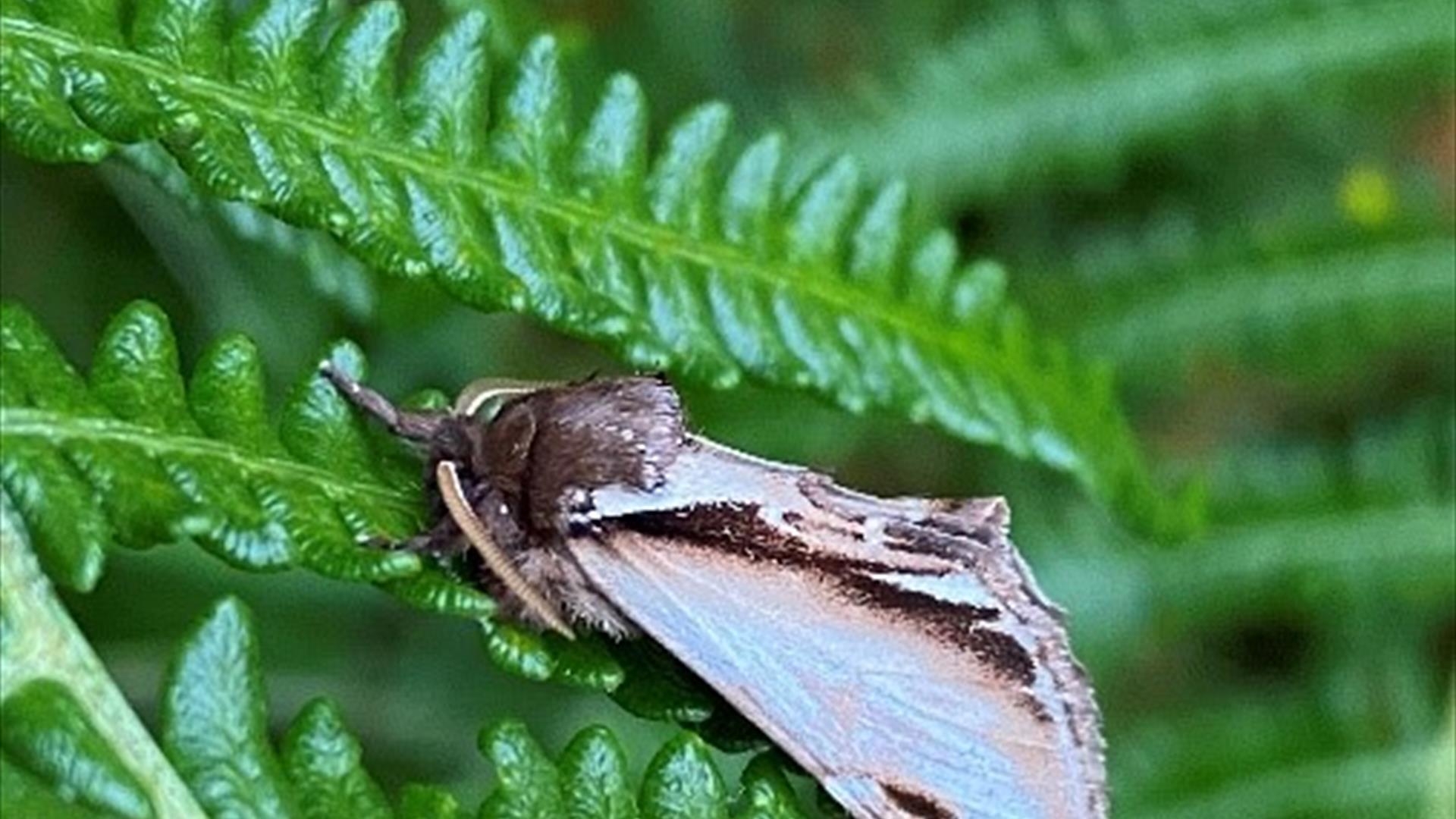 Moth Traps  Butterfly Conservation