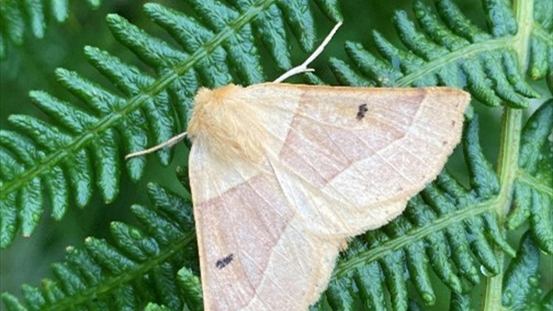 The Joy of Moths: An Introduction to Garden Moth Trapping, via