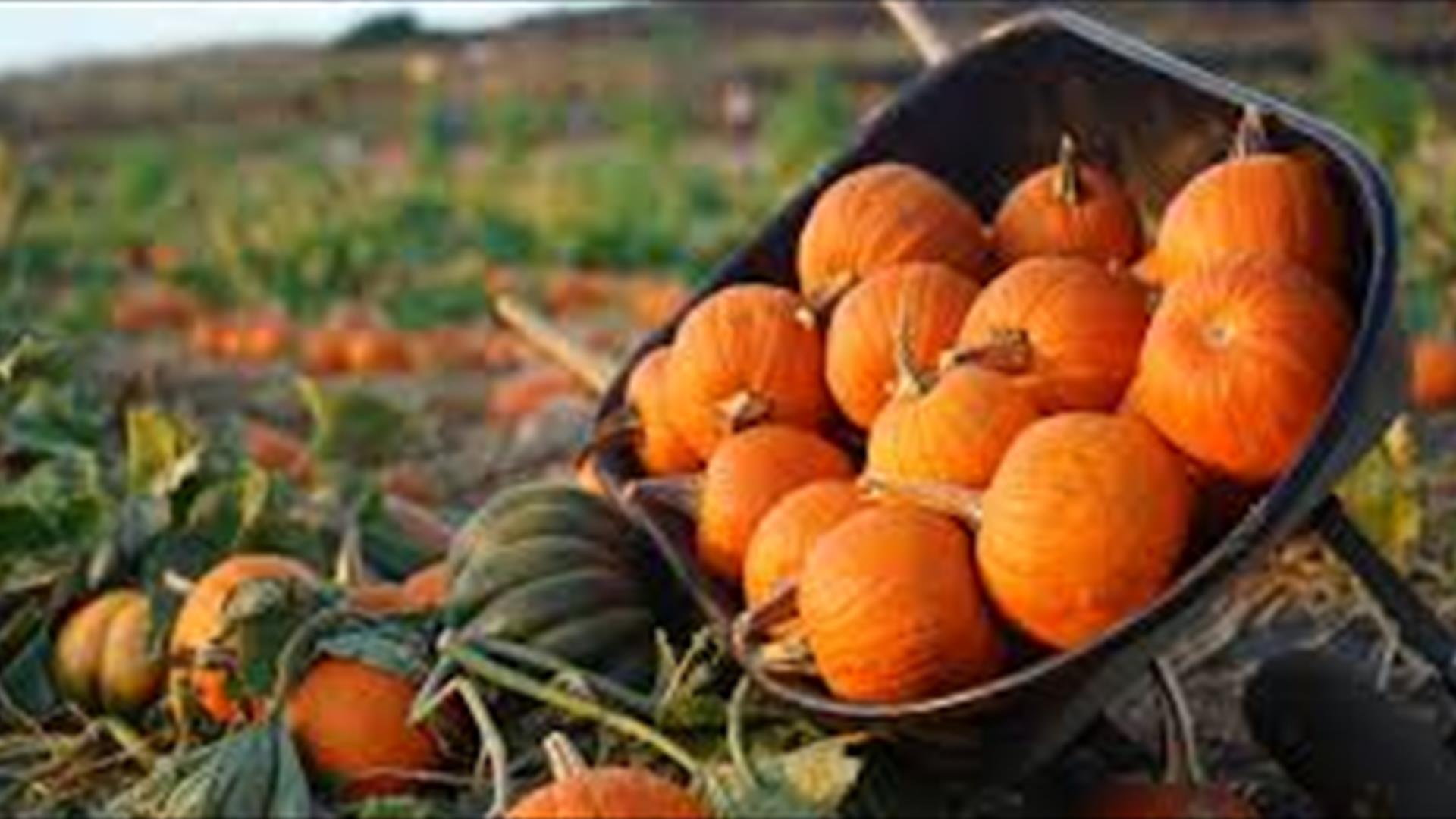 a wheelbarrow filled with pumpkins on a pumpkin patch