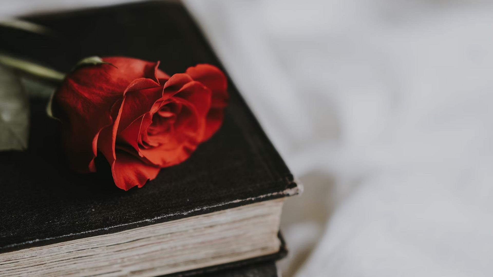 a red rose sitting on top of an old black book