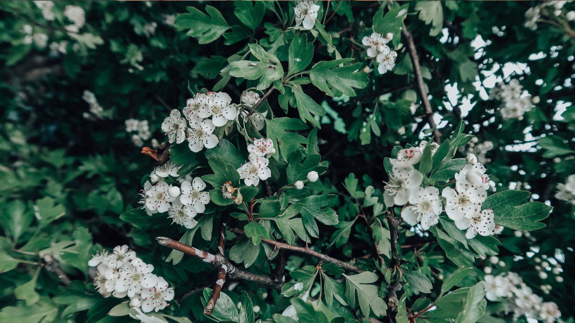 Green leaves and small white flowers.