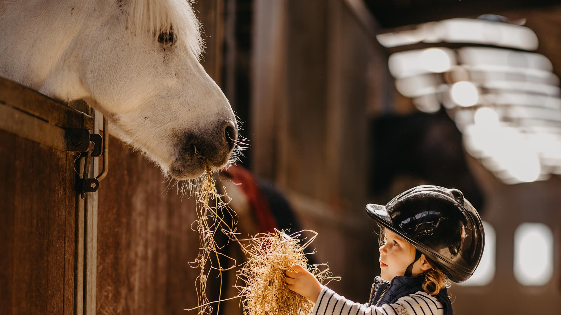a child feeds day to a horse in a stable