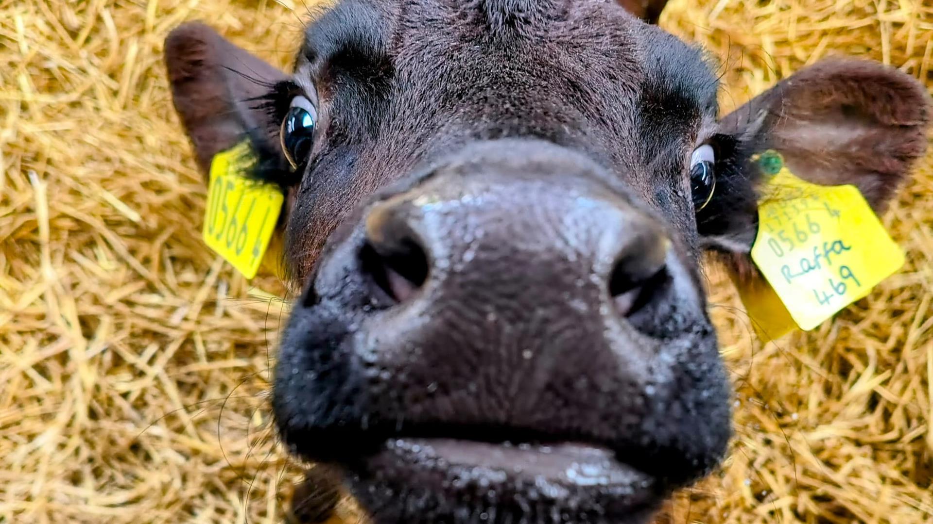 A young cow with a dark coat looking up into the camera.