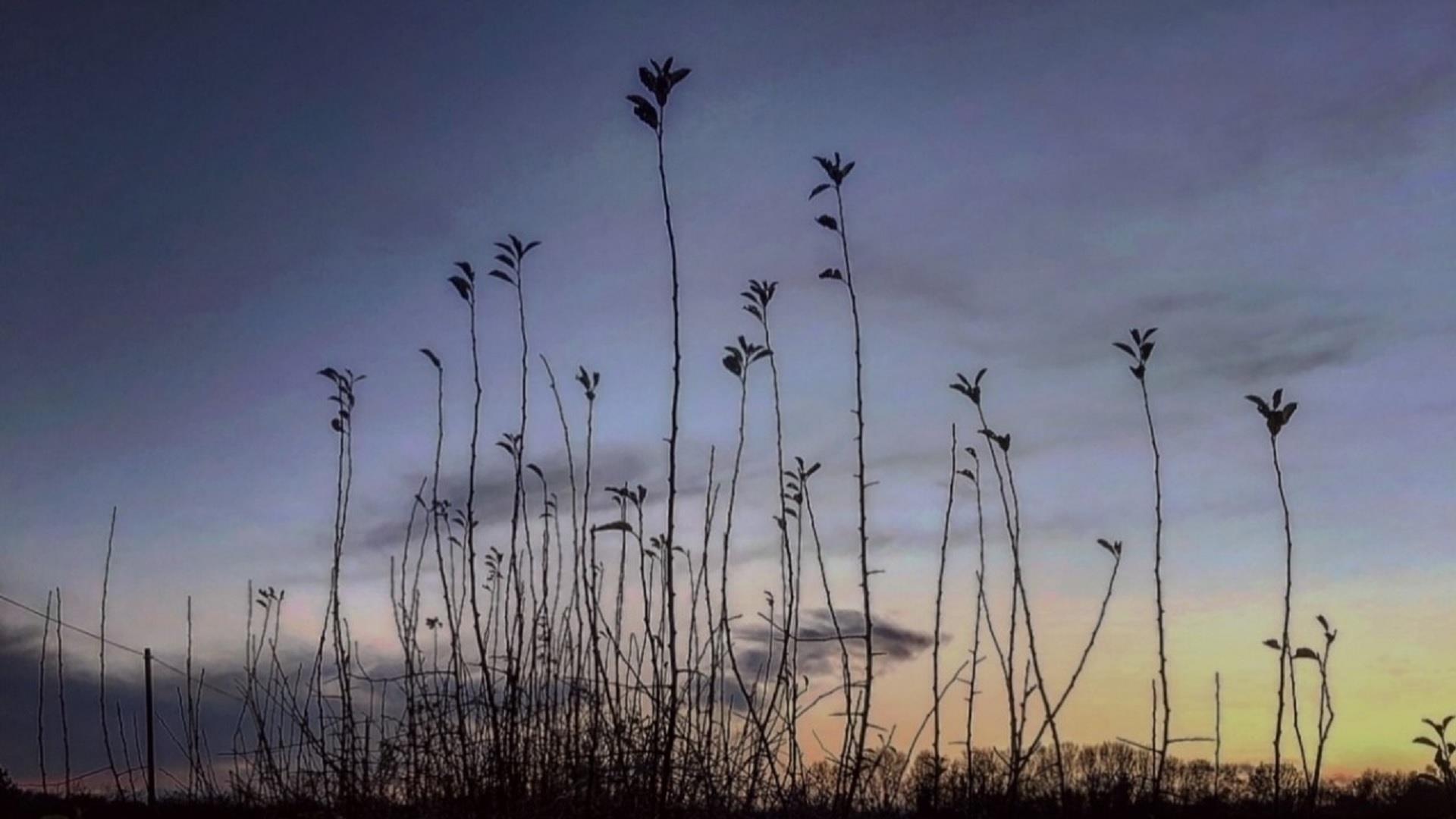 image at sunset looking outside at the shadow of some grasses and flowers