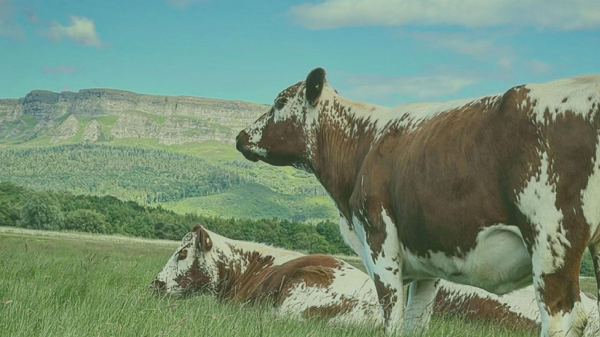 artists impression of moiled cattle below binevenagh mountain