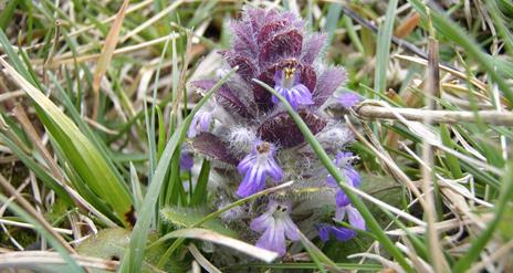 Kebble and Kinramer Nature Reserves