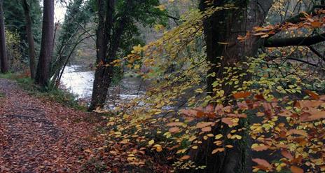 Gortnamoyagh Forest