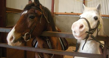 Faughanvale Stables - Riding School, Pony Club and Trekking Centre