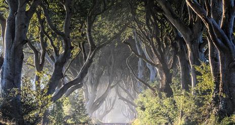 The beech trees which originally led to the Georgian mansion near to Gracehill House