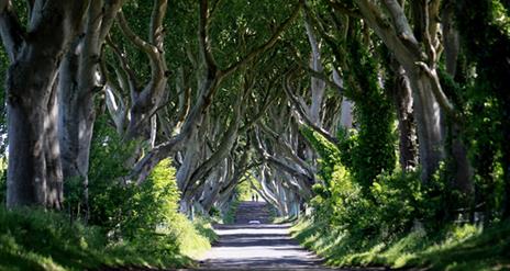 The Dark Hedges