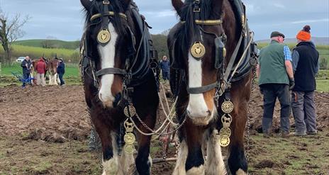 two clydsedale horses face the camera, wearing traditional ploughing gear
