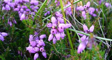 Purple flowers at Breen Oakwood Nature Reserve