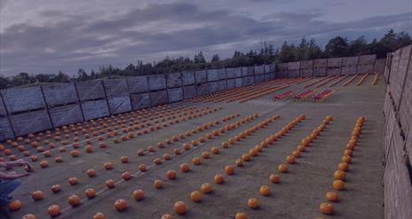 Rosepark Pumpkin Patch