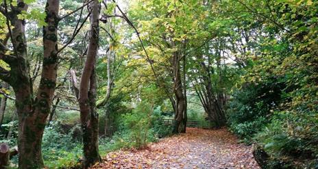 tree-lined path at Cottage Wood