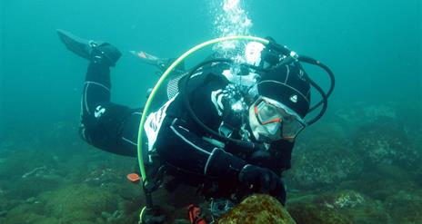 Red Duck Diving