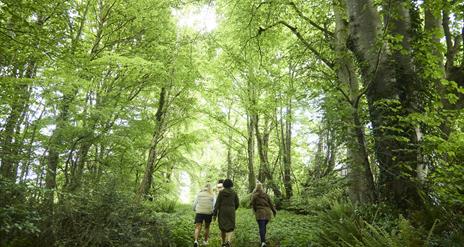 a group of women walk in the forest