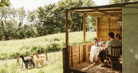 Two people sit in a wooden structure while watching alpacas in the field before them.