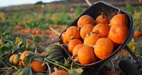 a wheelbarrow filled with pumpkins on a pumpkin patch