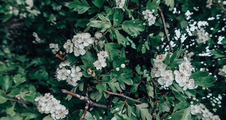 Green leaves and small white flowers.