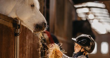 a child feeds day to a horse in a stable