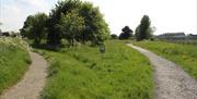 View of two paths in urban park with meadowland and grasses and trees with a don't mow let it grow sign in the grass.