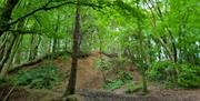 section of waymarked trail through Somerset Forest