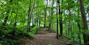 section of waymarked trail through Somerset Forest