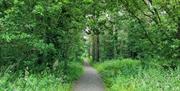 section of waymarked trail through Somerset Forest
