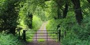 gated pathway at Movanagher Wood