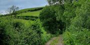 trail section at Movanagher Wood