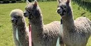 3 alpacas standing in a field