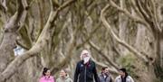 tour guide, Flip, walks through the Dark Hedges - an avenue of unique beech trees - with a tour group