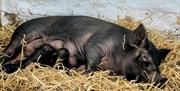 A group of baby pigs feeding from their mother.