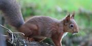Red Squirrel on a branch