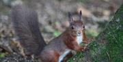 Red Squirrel