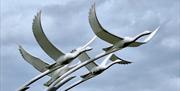 Ballycastle Swans