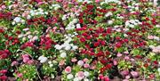 Ballymoney Flowers