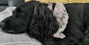Beautiful black cocker spaniel all cozied up and snoozing on the sofa