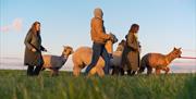 Four people lead four alpacas across a grassy field at sunset.