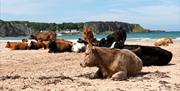 Cows on White Park Bay