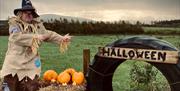 halloweenatthefarmballycastle