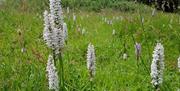 Close up of pretty wild orchid flowers growing amongst the grass meadowlands within this urban park in Ballymoney