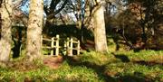 woodland at Errigal Glen