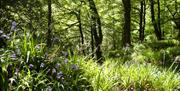 bluebells and woodland at Errigal Glen