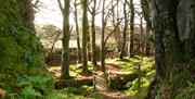 foot bridge and woodland at Errigal Glen